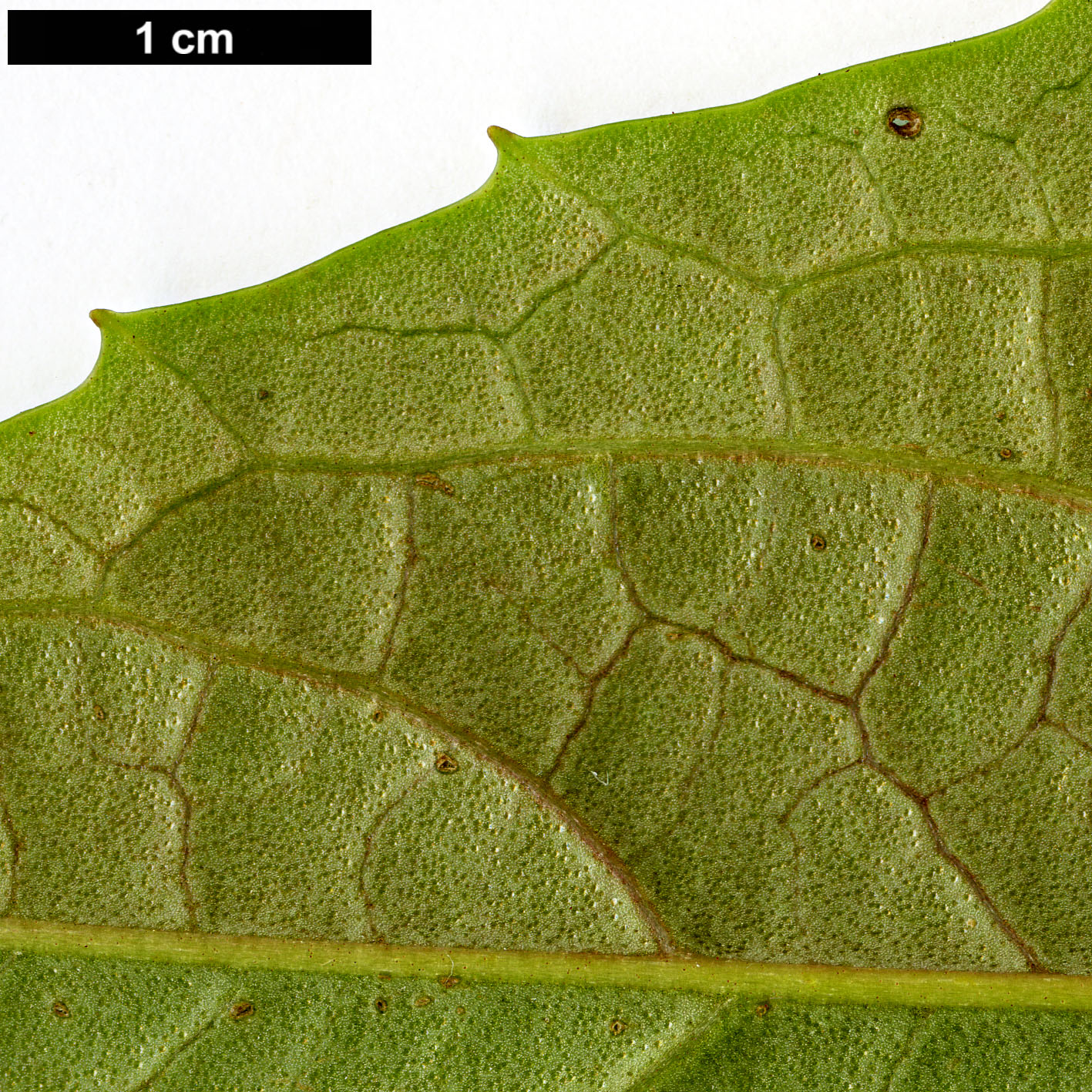 High resolution image: Family: Adoxaceae - Genus: Viburnum - Taxon: WWJ 12012